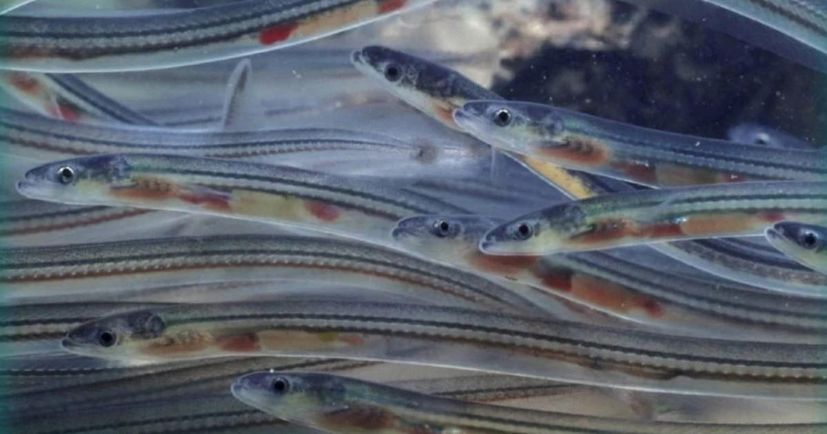 Агентство по рыболовству