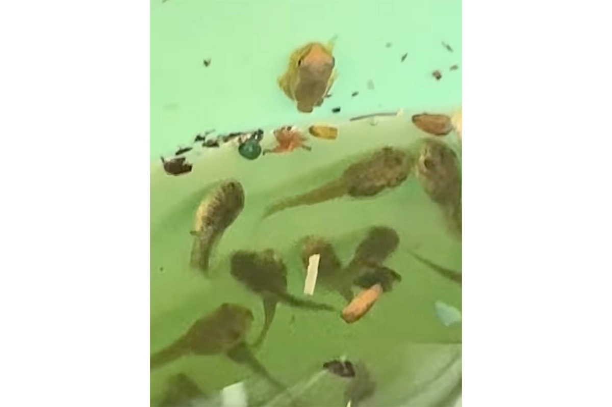 Детеныши кубинской квакши