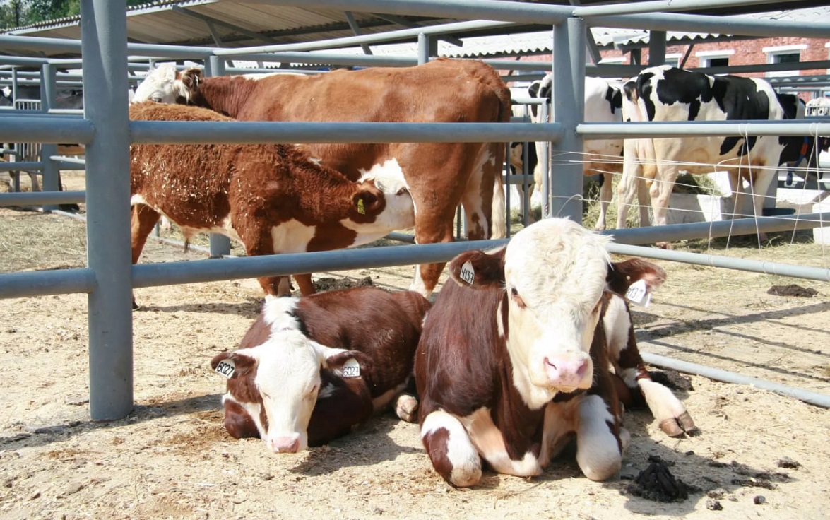 Фото: Минсельхоз РБ