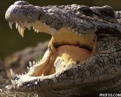 В Мариуполе поймали сбежавшего весной в море крокодила 