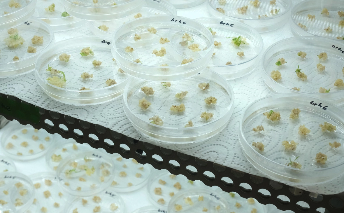 Sean Gallup / Getty Images