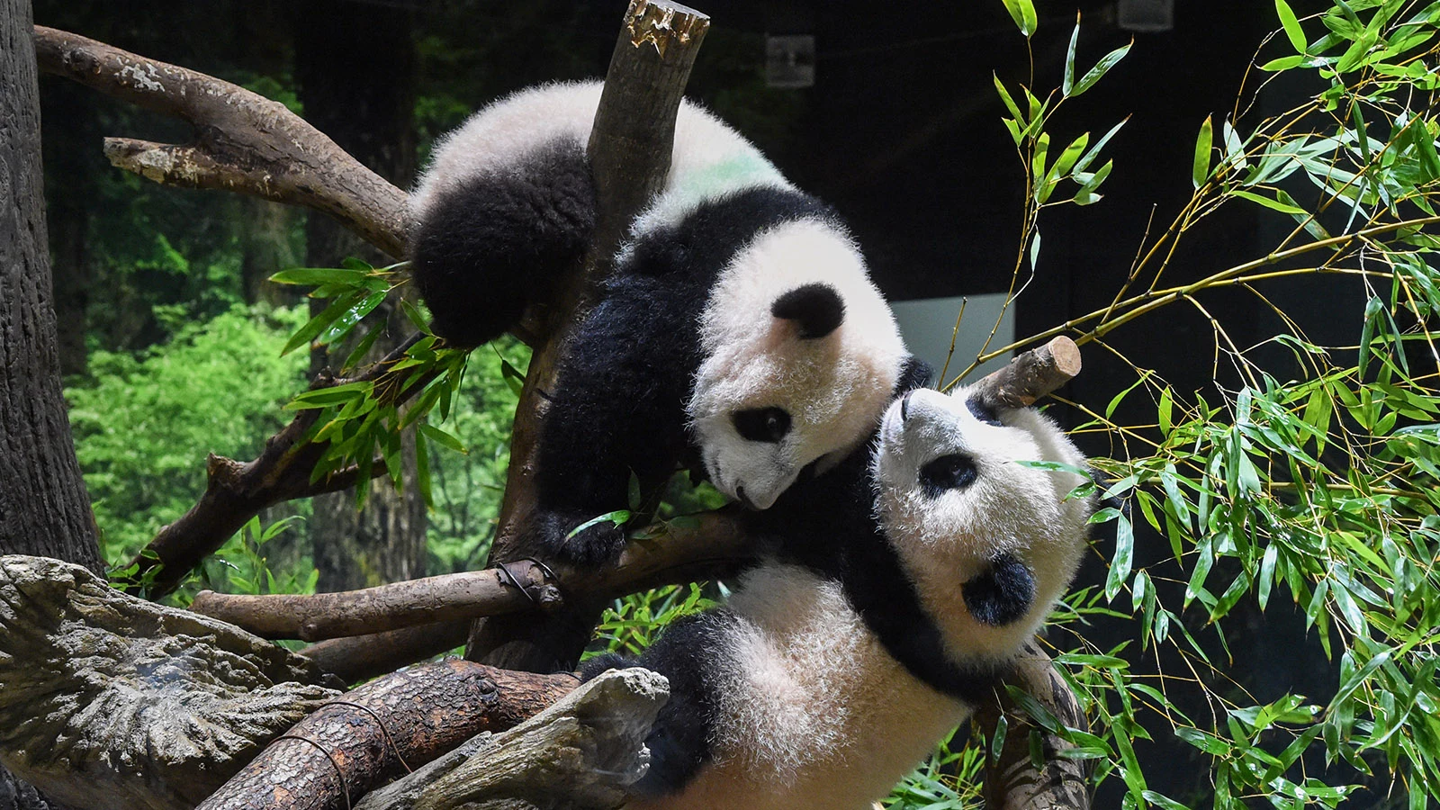 Панда Сяо-Сяо (справа) и панда Лей-Лей (слева), играющие в зоопарке Уэно в Токио, Япония в 2022 году