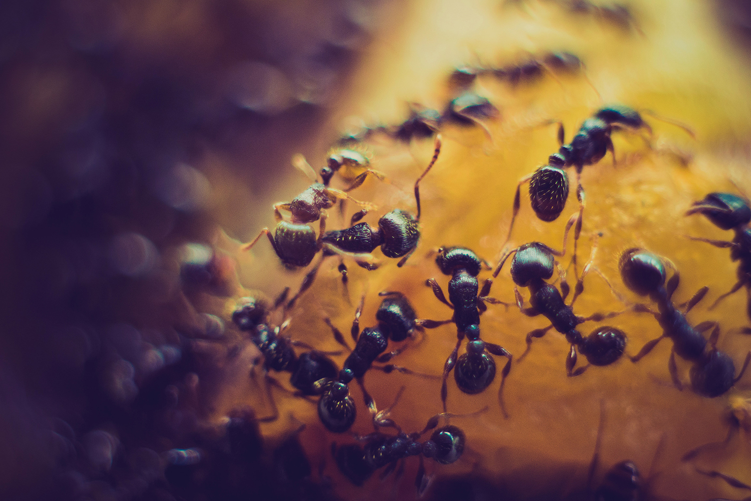 муравьи в фундаменте частного дома как избавиться