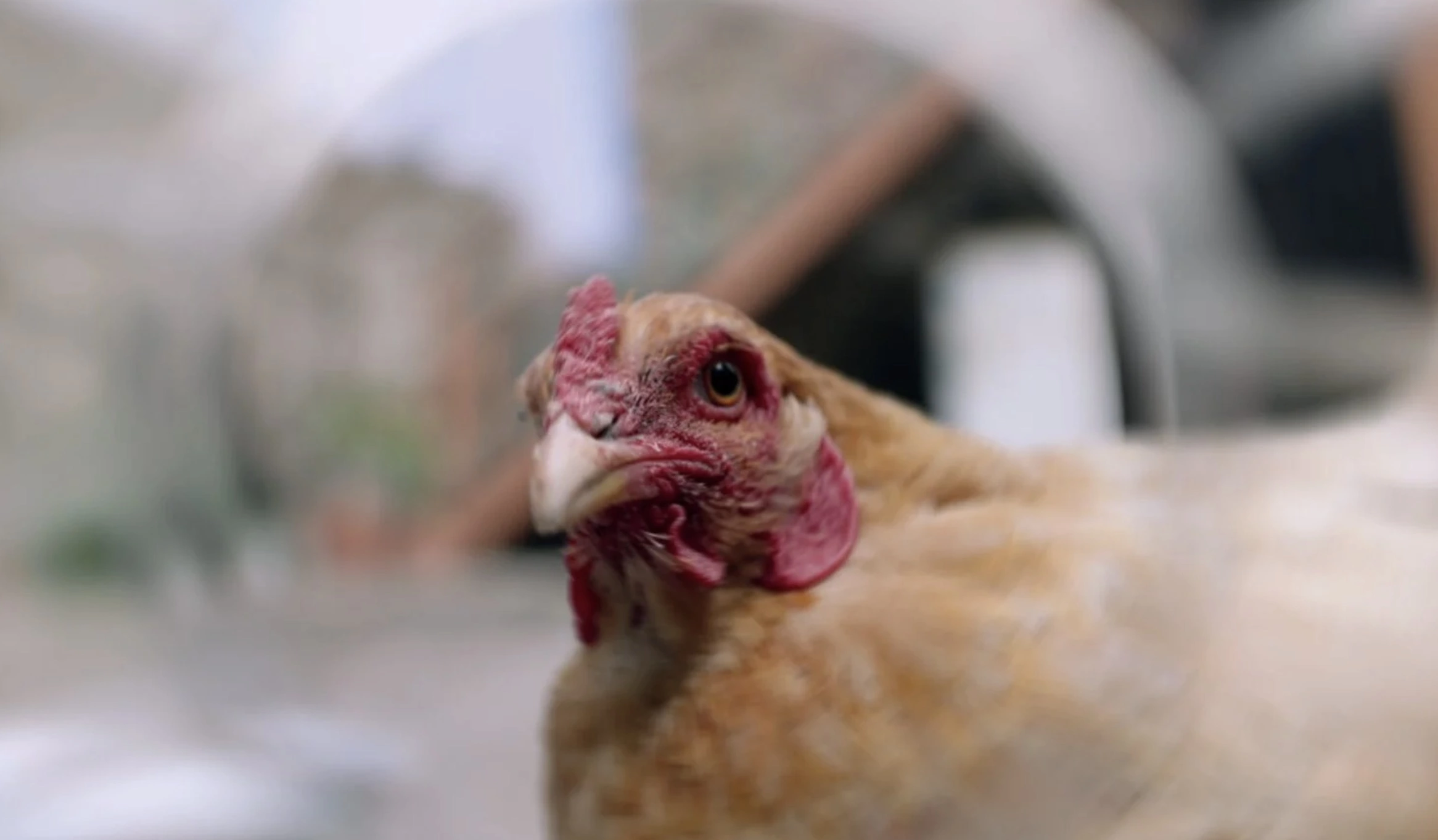 Кадр из фильма «День рождения Сидни Люмета»