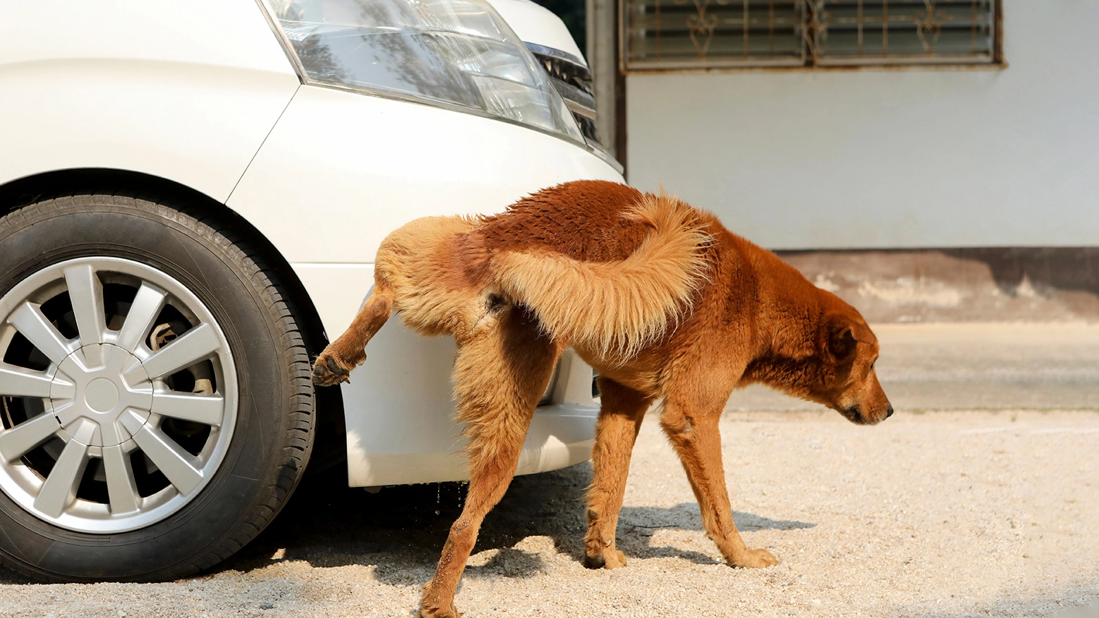 Какой штраф грозит владельцу собаки за испачканный питомцем автомобиль