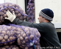 В Россию сокращен ввоз импортного картофеля