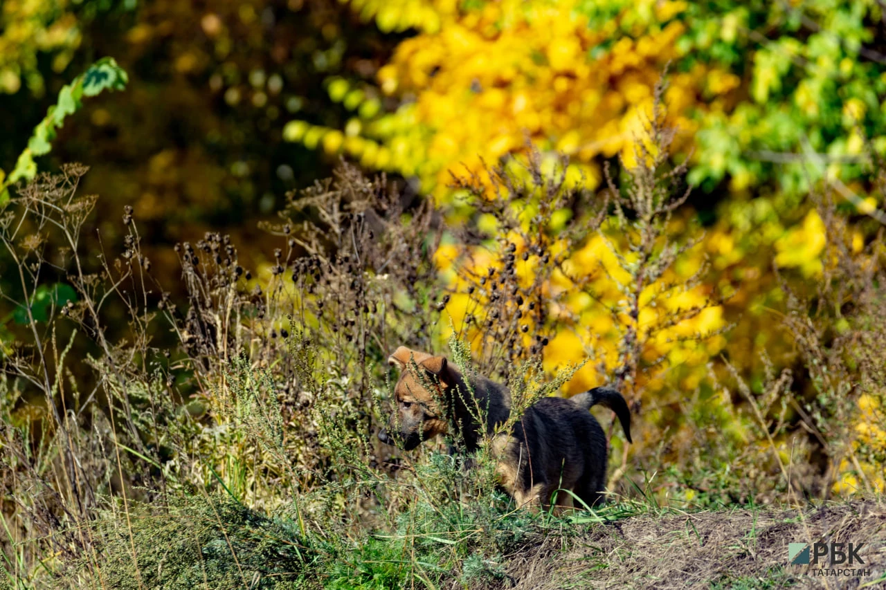 РБК Татарстан
