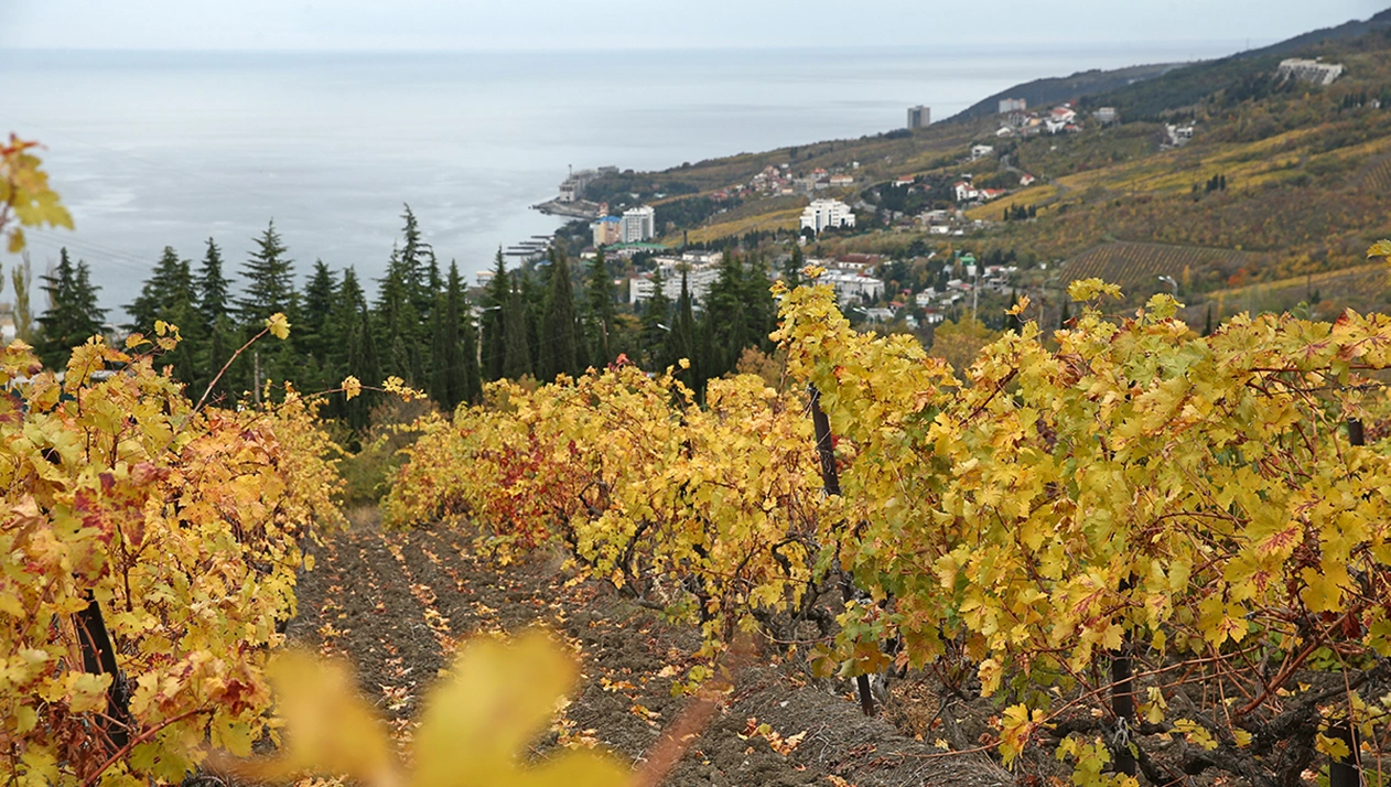 Винодел рассказал о желании выращивать виноград под Краснодаром