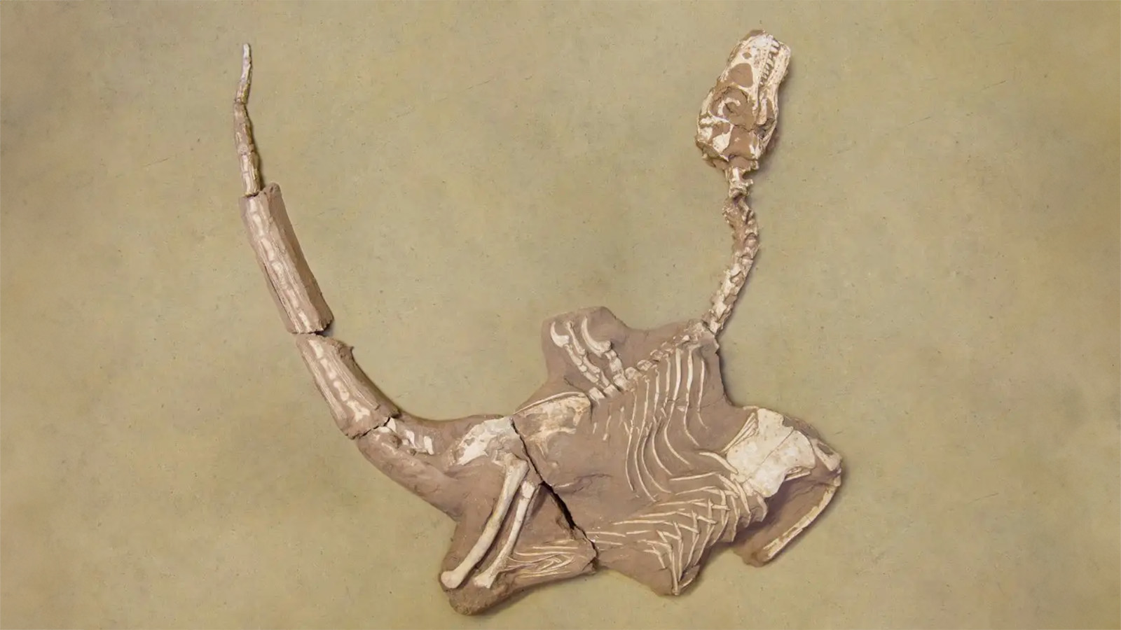 Shri rapax