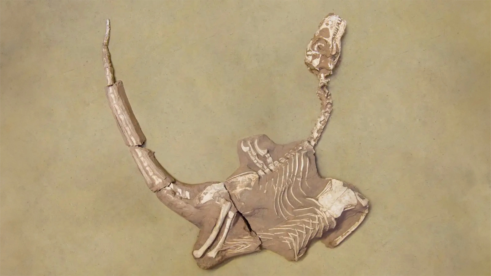 Shri rapax