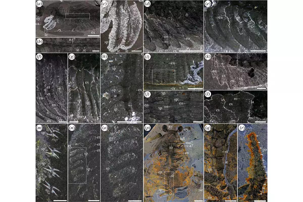 Конечности Odaraia alata