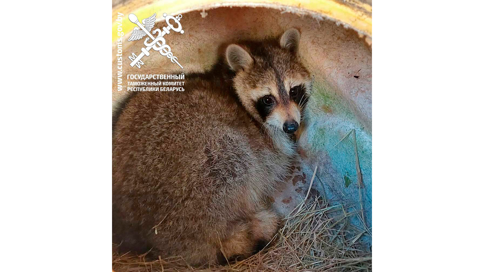 Енот-нелегал из США