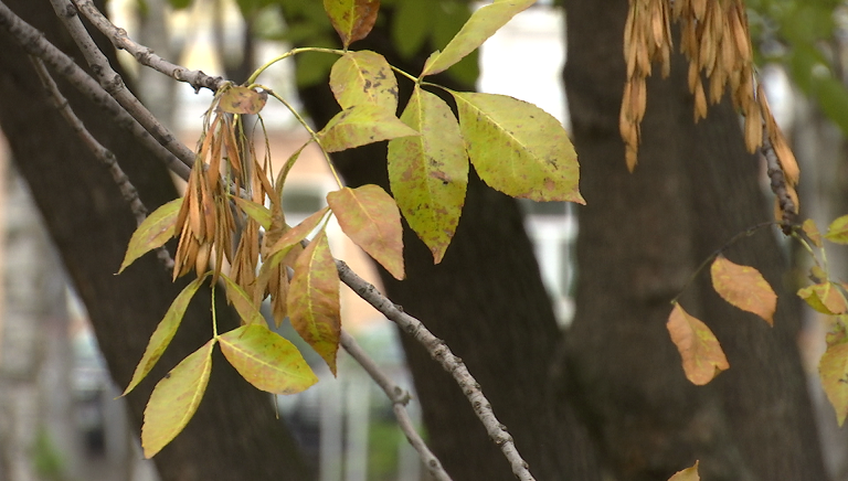 Фото: РБК Пермь