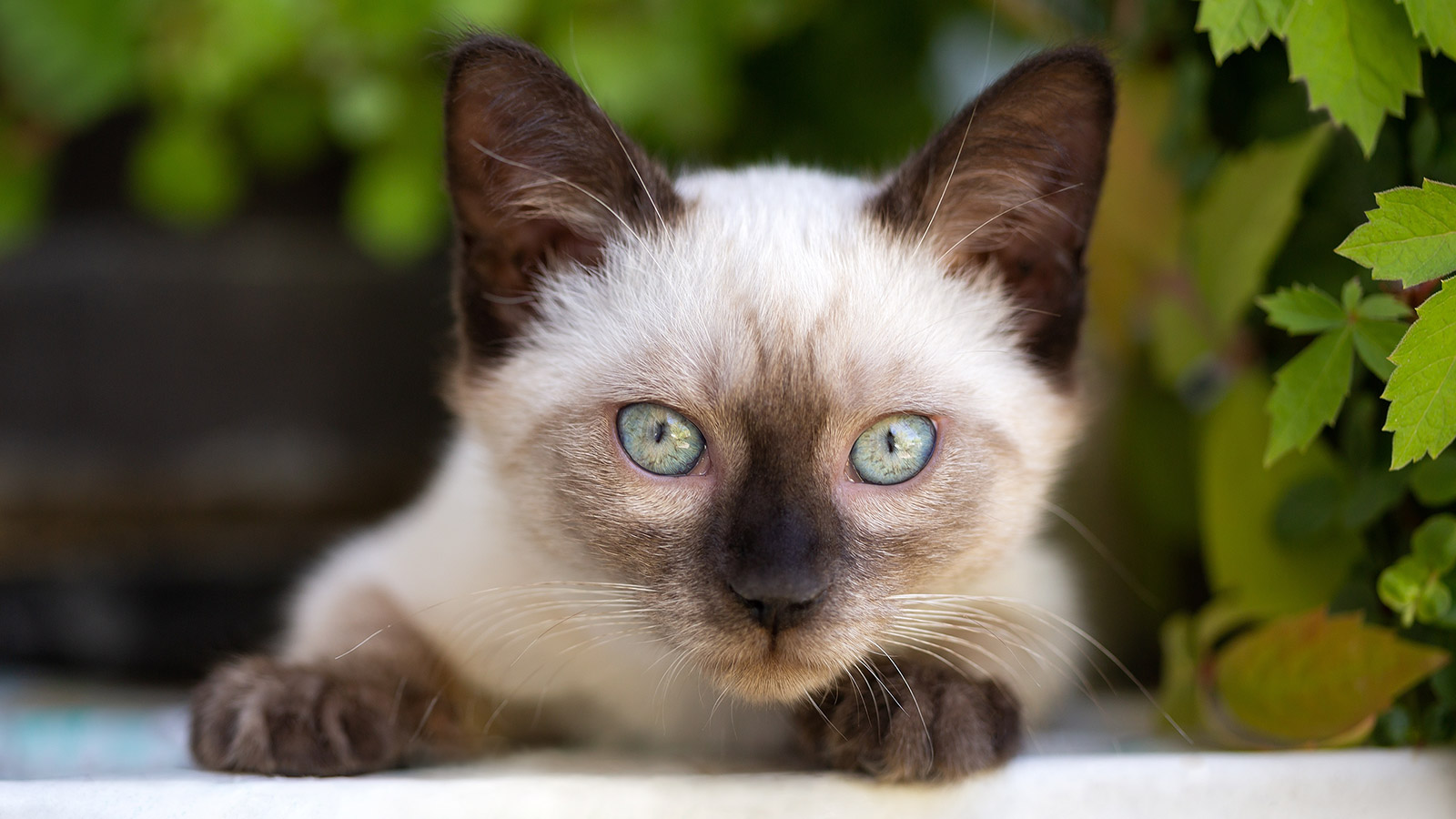 5 самых дорогих пород кошек в мире. Некоторые стоят как квартира | РБК Life