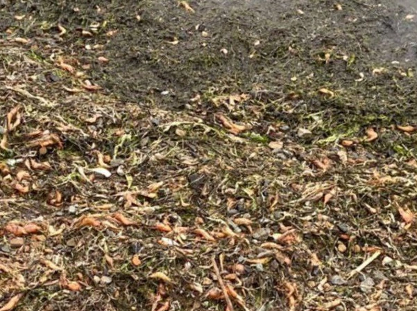 Амурская бассейновая природоохранная прокуратура