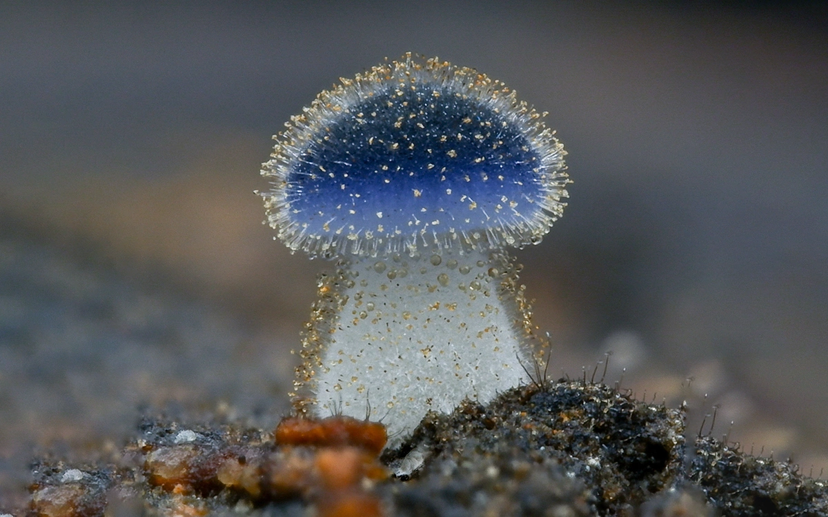 самый маленький гриб