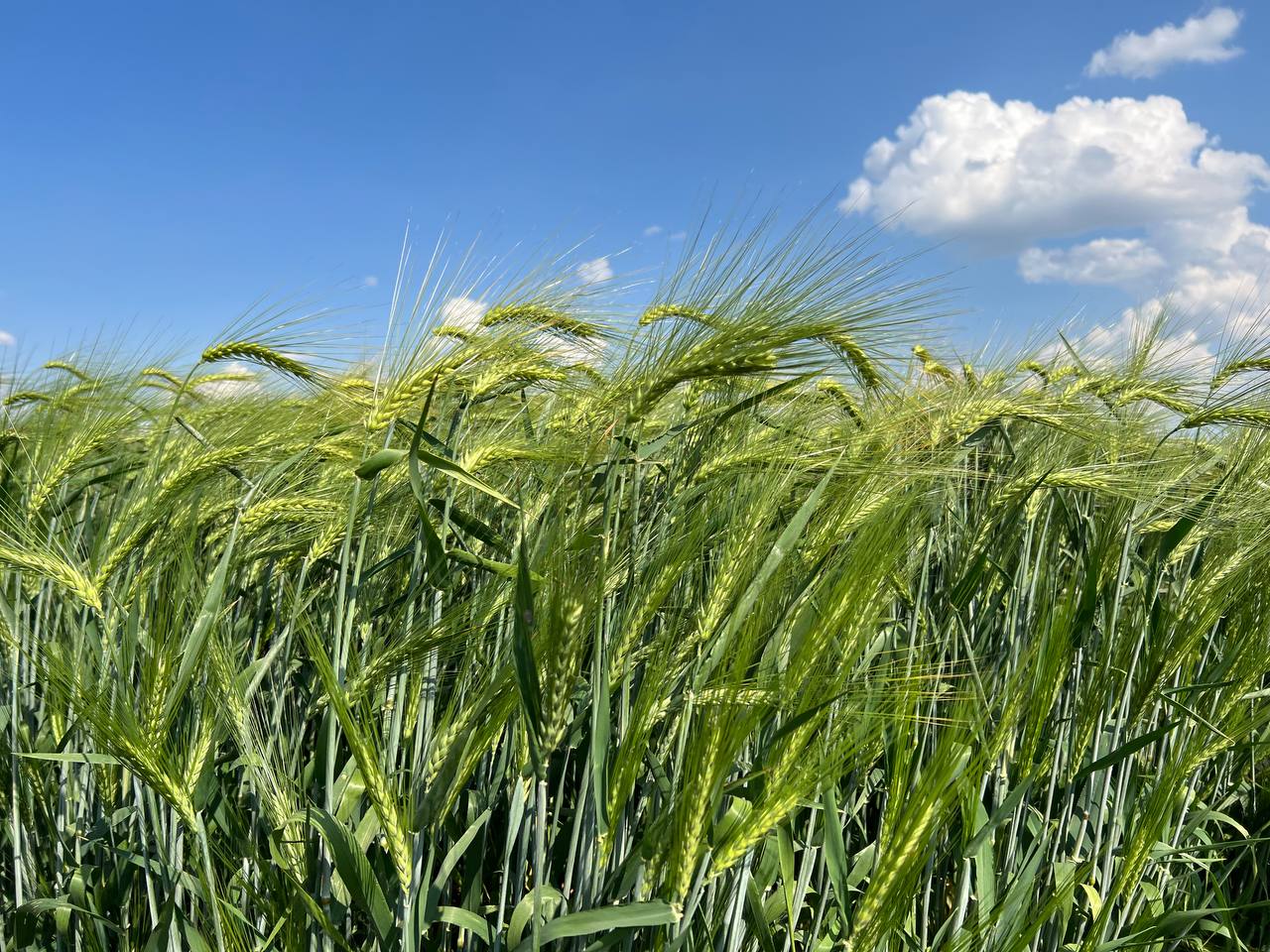 В Татарстане не ждут дефицита зерна для производства муки и хлебопечения
