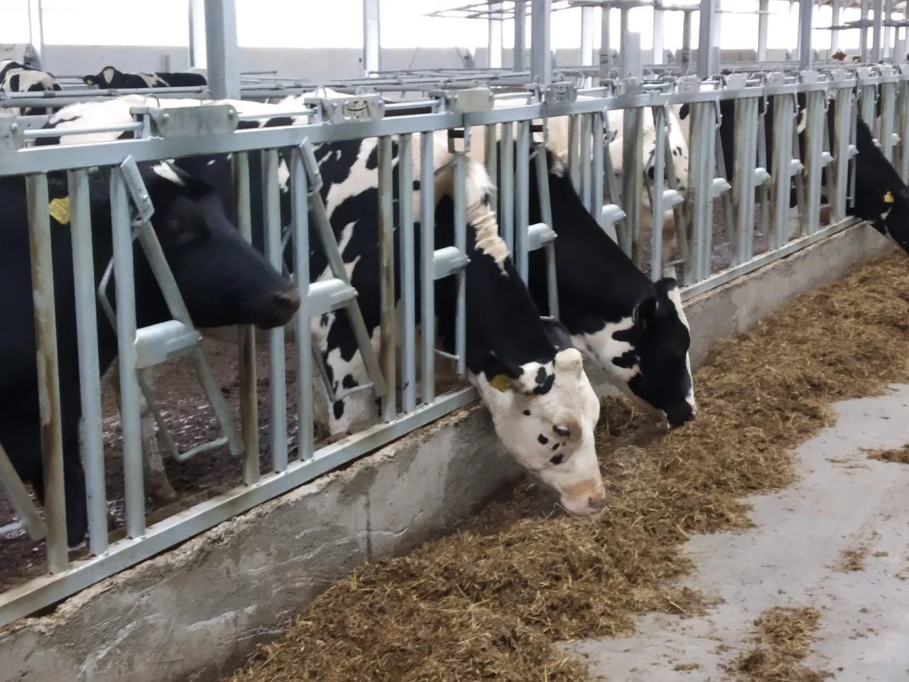 Алексей Коваленок / РБК Новосибирск