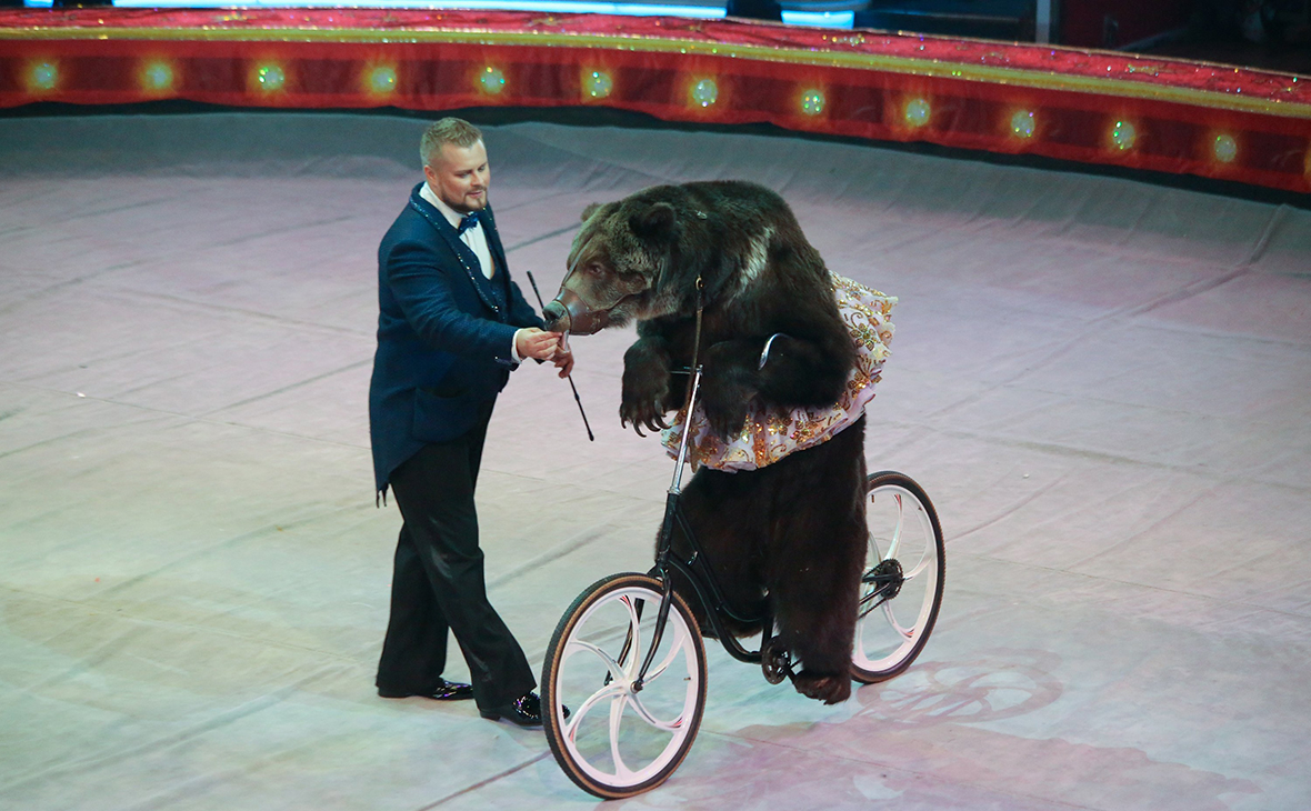 В Подмосковье цирковой медведь напал на дрессировщика и его сына — РБК