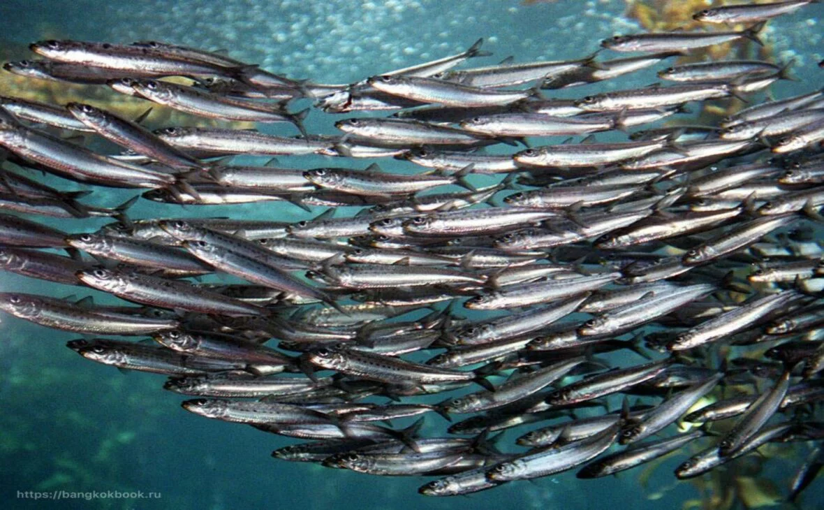 fish.gov.ru