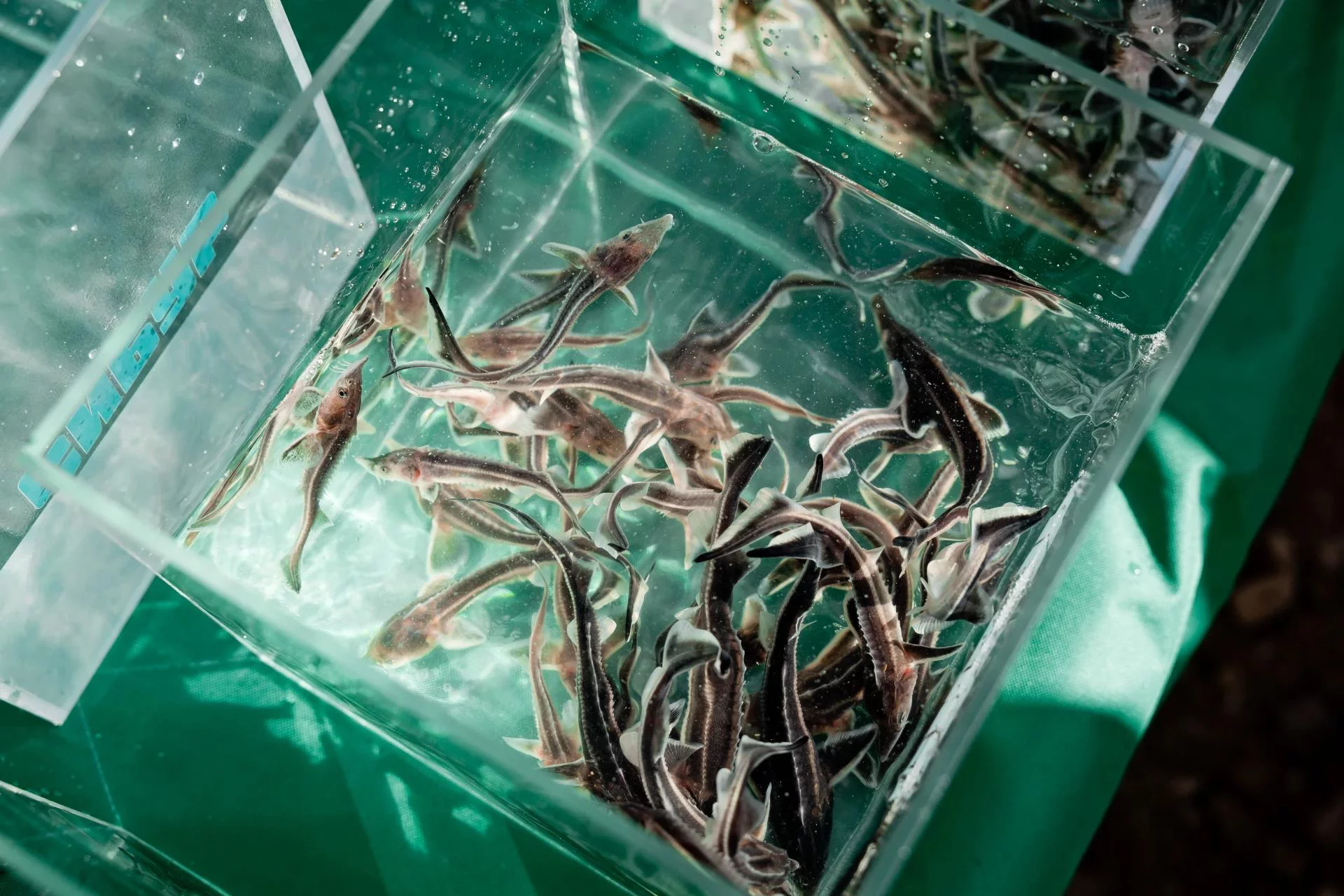 пресс-службы «Казаньоргсинтеза»