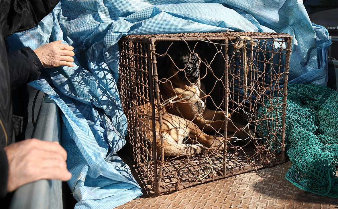 Chung Sung-Jun / Getty Images