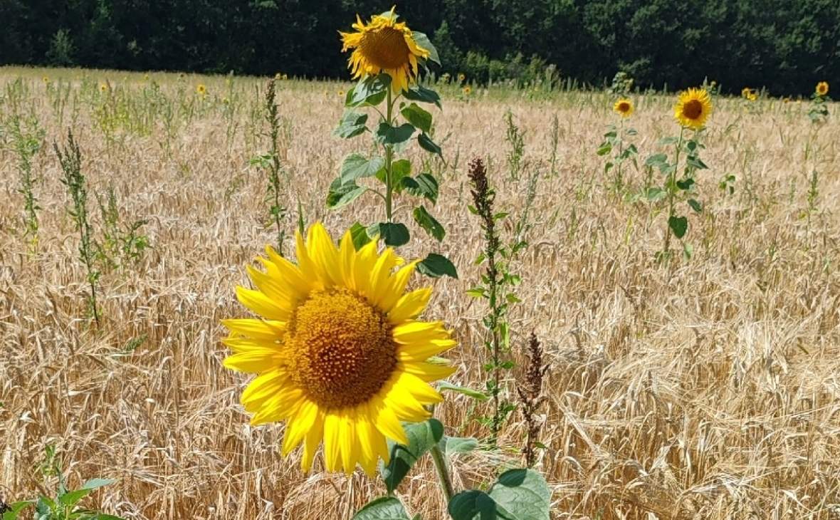 РБК Черноземье
