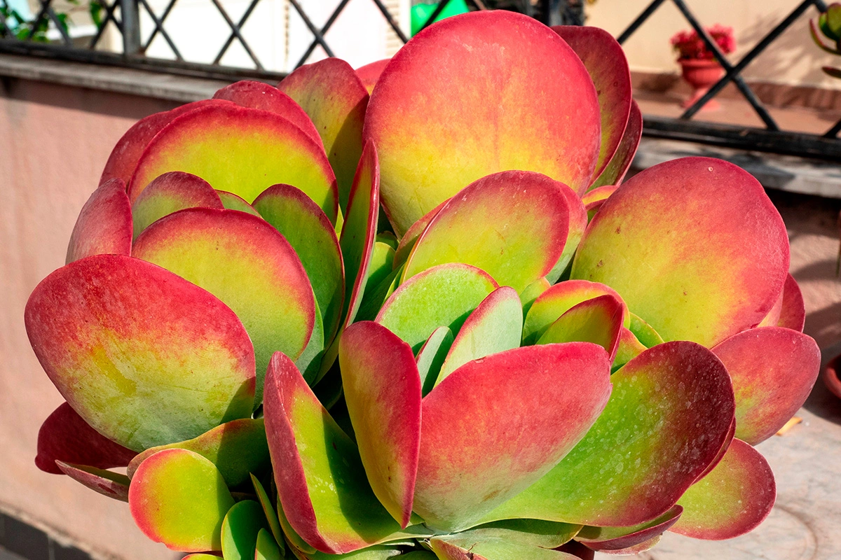 На листьях каланхоэ вида Thyrsiflora присутствует красная кайма