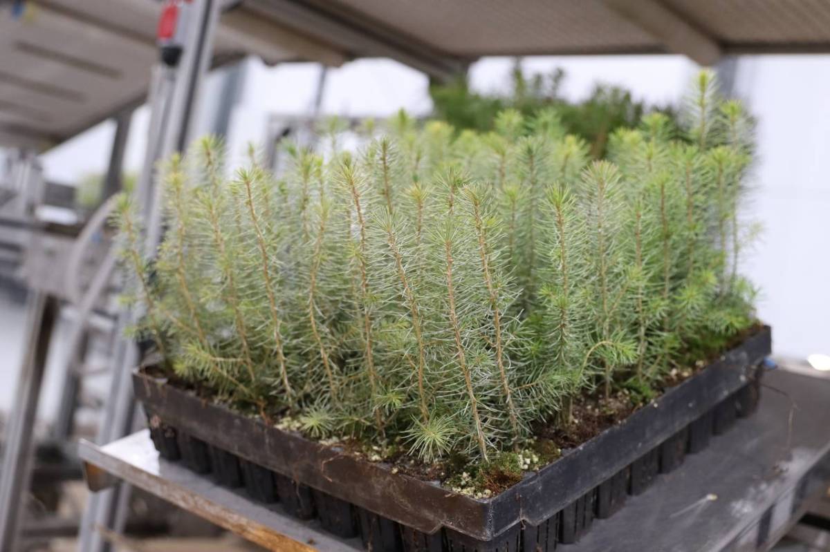 Фото: министерство лесного комплекса Вологодской области