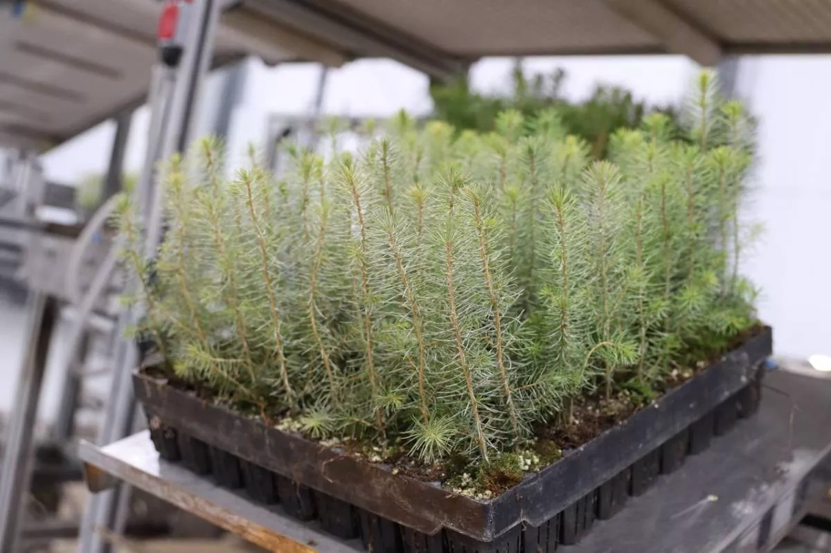 министерство лесного комплекса Вологодской области