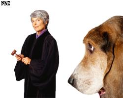 Судье запретили брать собаку на заседания 