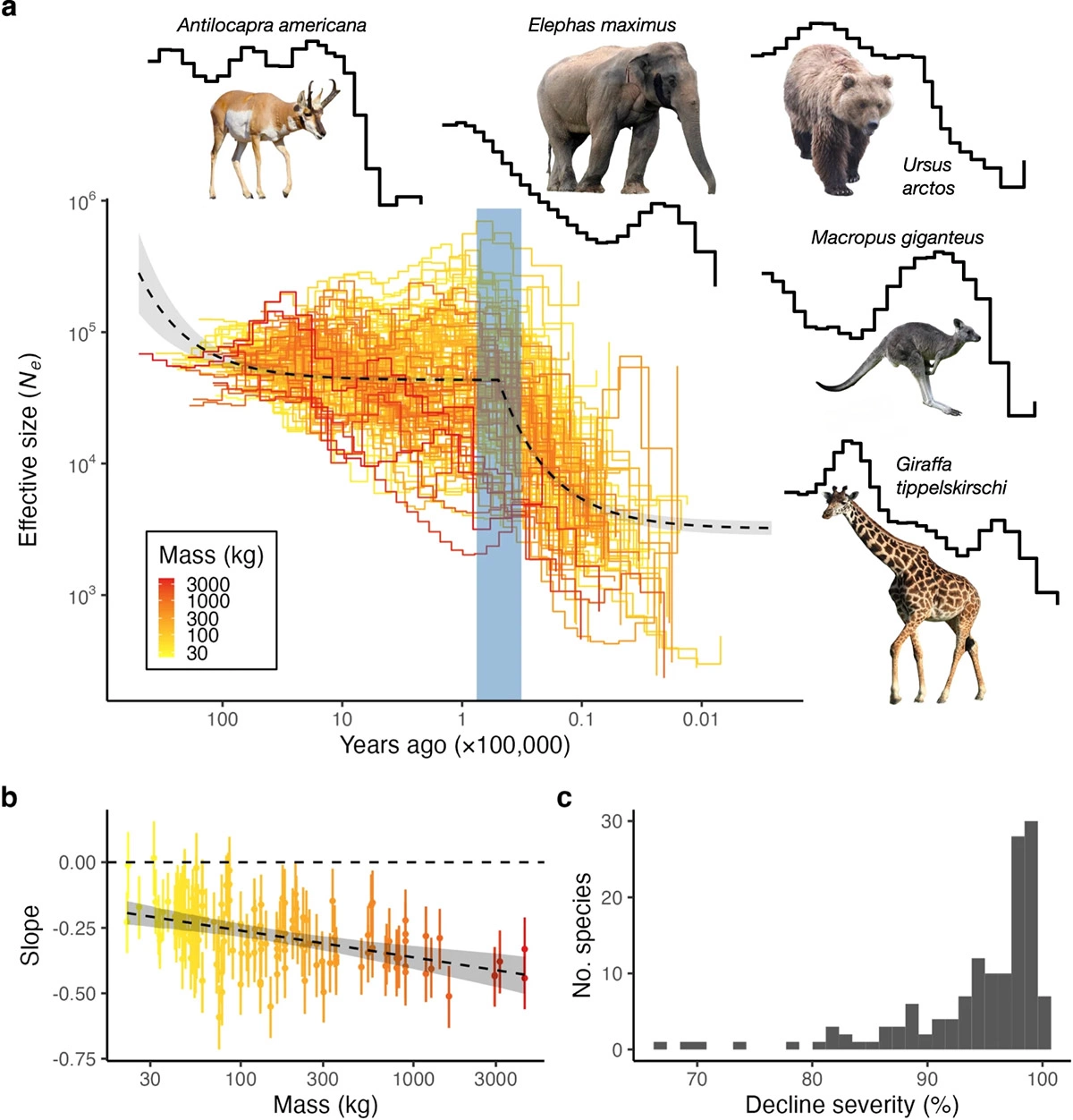 <p>Иллюстрация аналитических расчетов по ДНК отдельных&nbsp;видов&nbsp;млекопитающих</p>