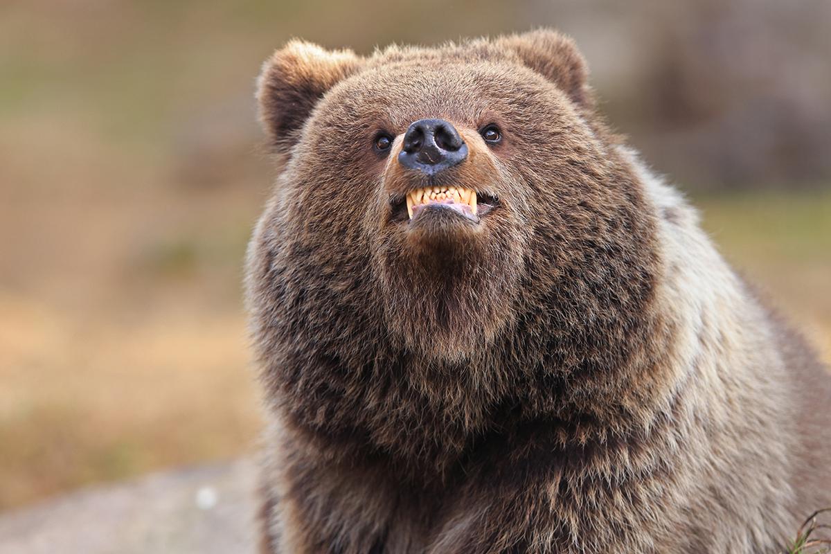 Высокая оценка жюри. «Улыбнись – тебя фотографируют», Валттери Мулкахайнен (Финляндия)