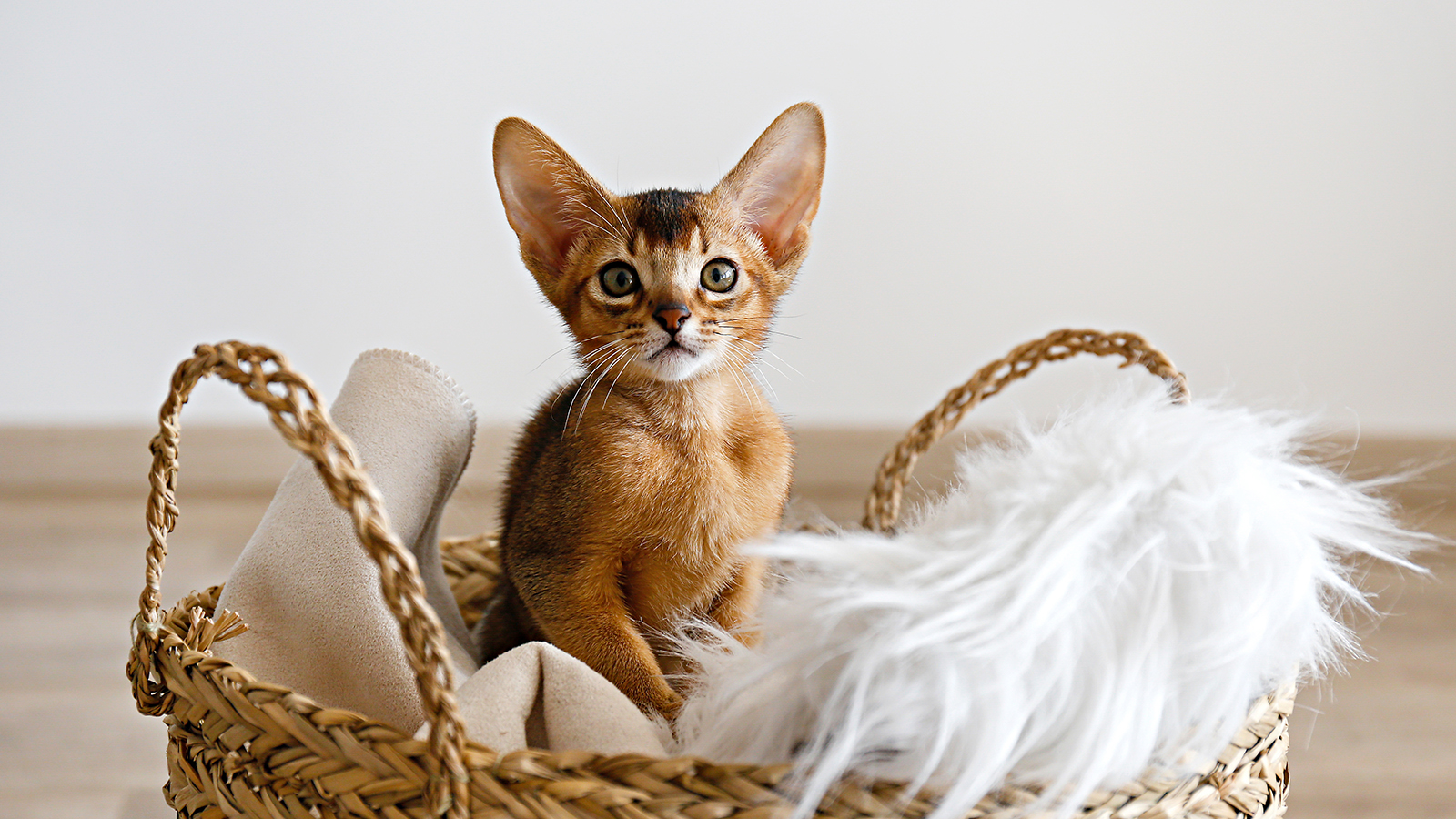 Абиссинская кошка