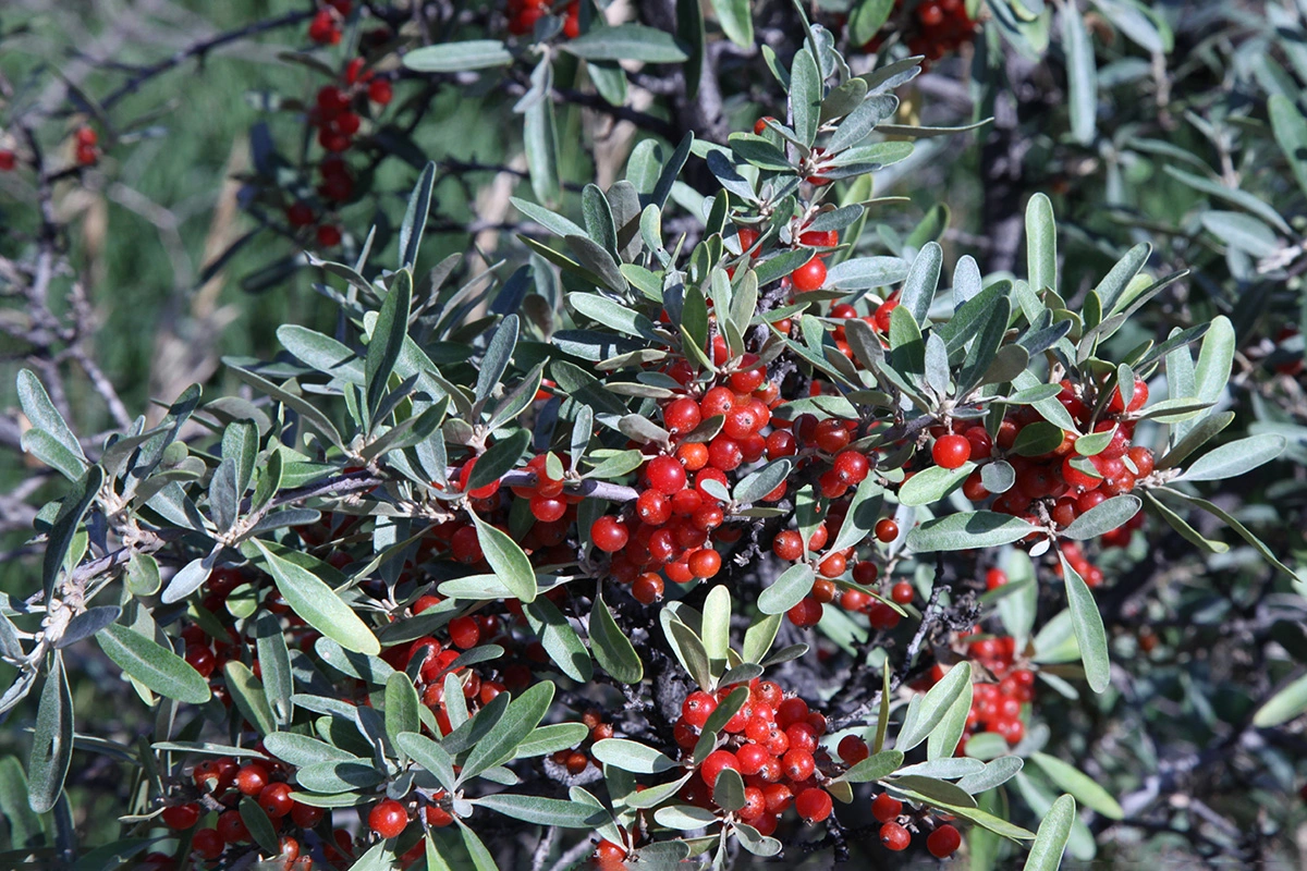 Шефердия серебристая