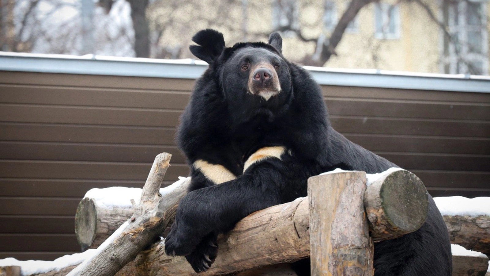 Гималайский медведь