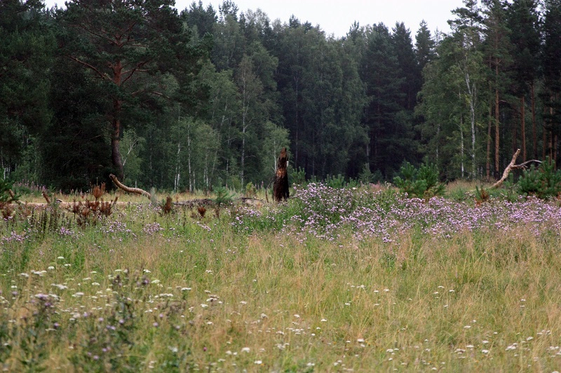 66.RU