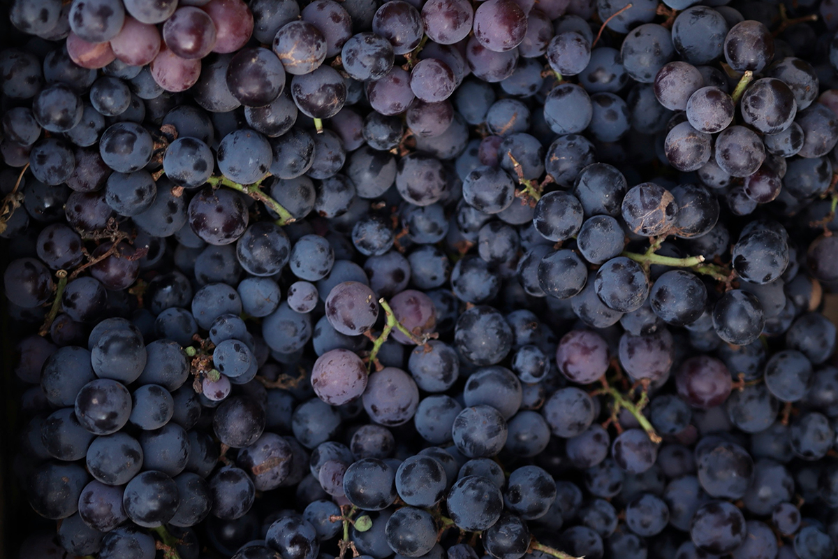 Владелец новозеландской винодельни Te Kano Дэйв Саттон рассказал о том, что производителям не стоит бездумно идти по пути органического производства, «радостно игнорируя опасности на своем пути»