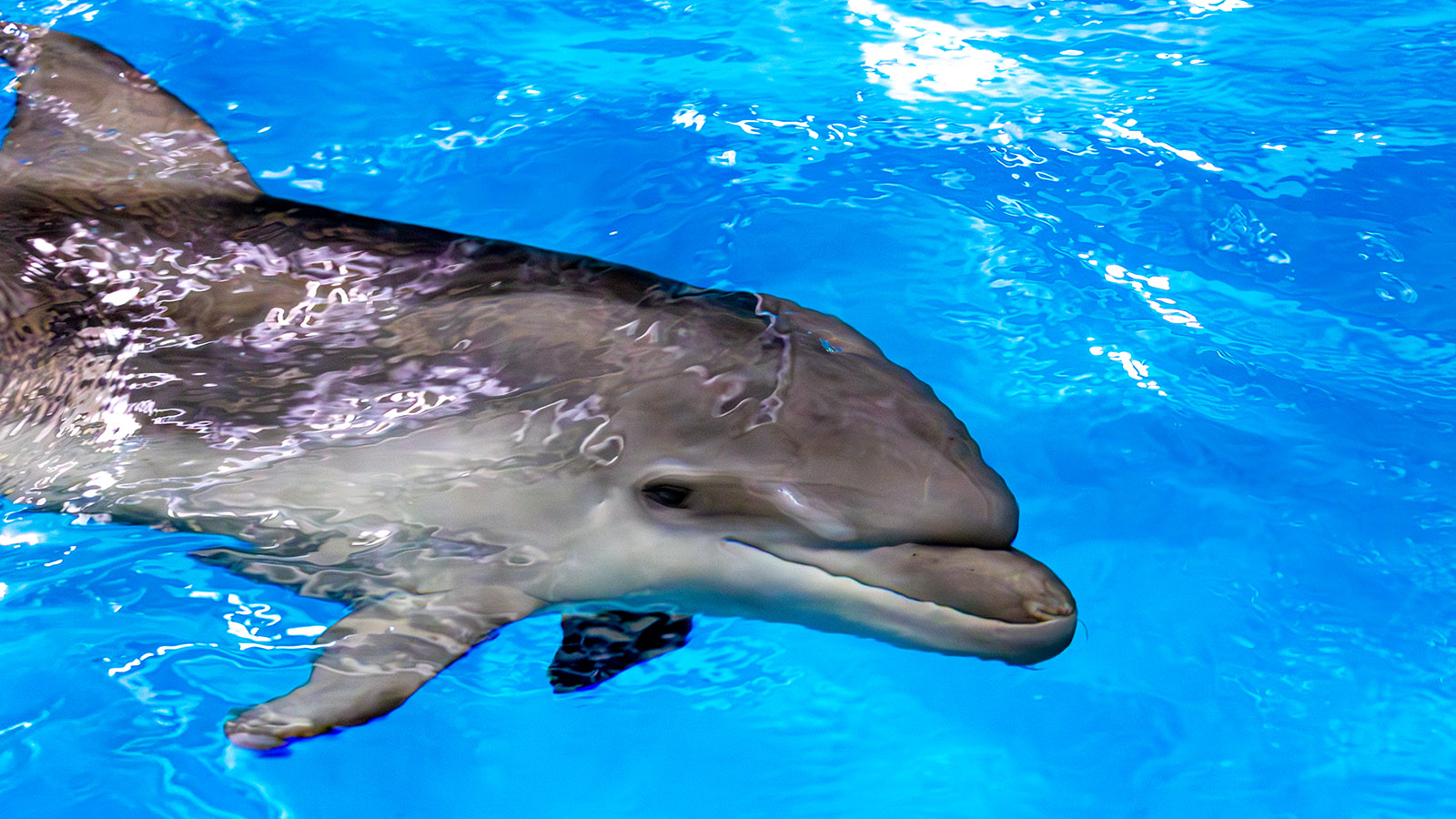 Дельфиненок по имени Флиппи