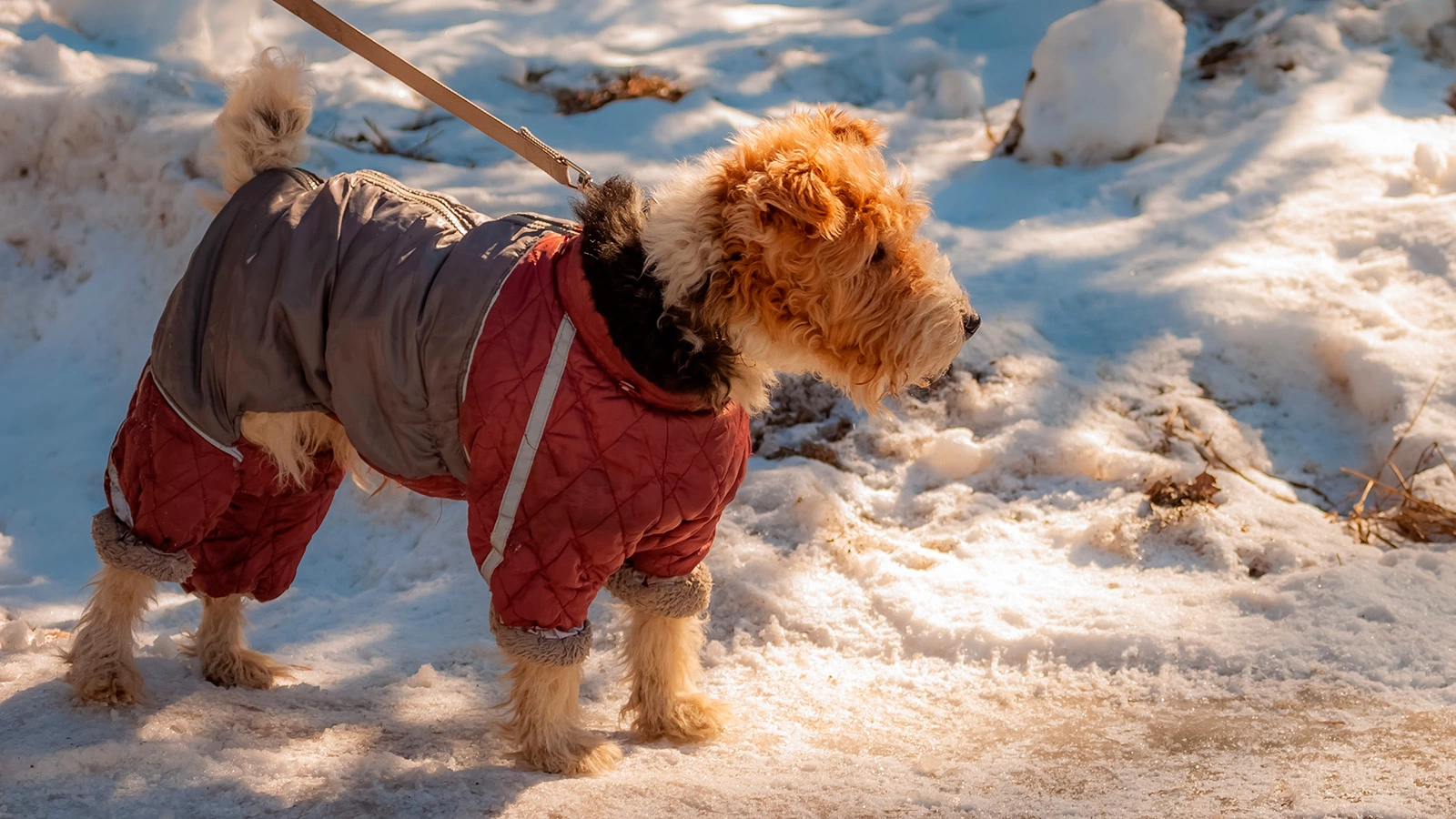 Кинолог предупредил об опасности для собак из-за оттепели