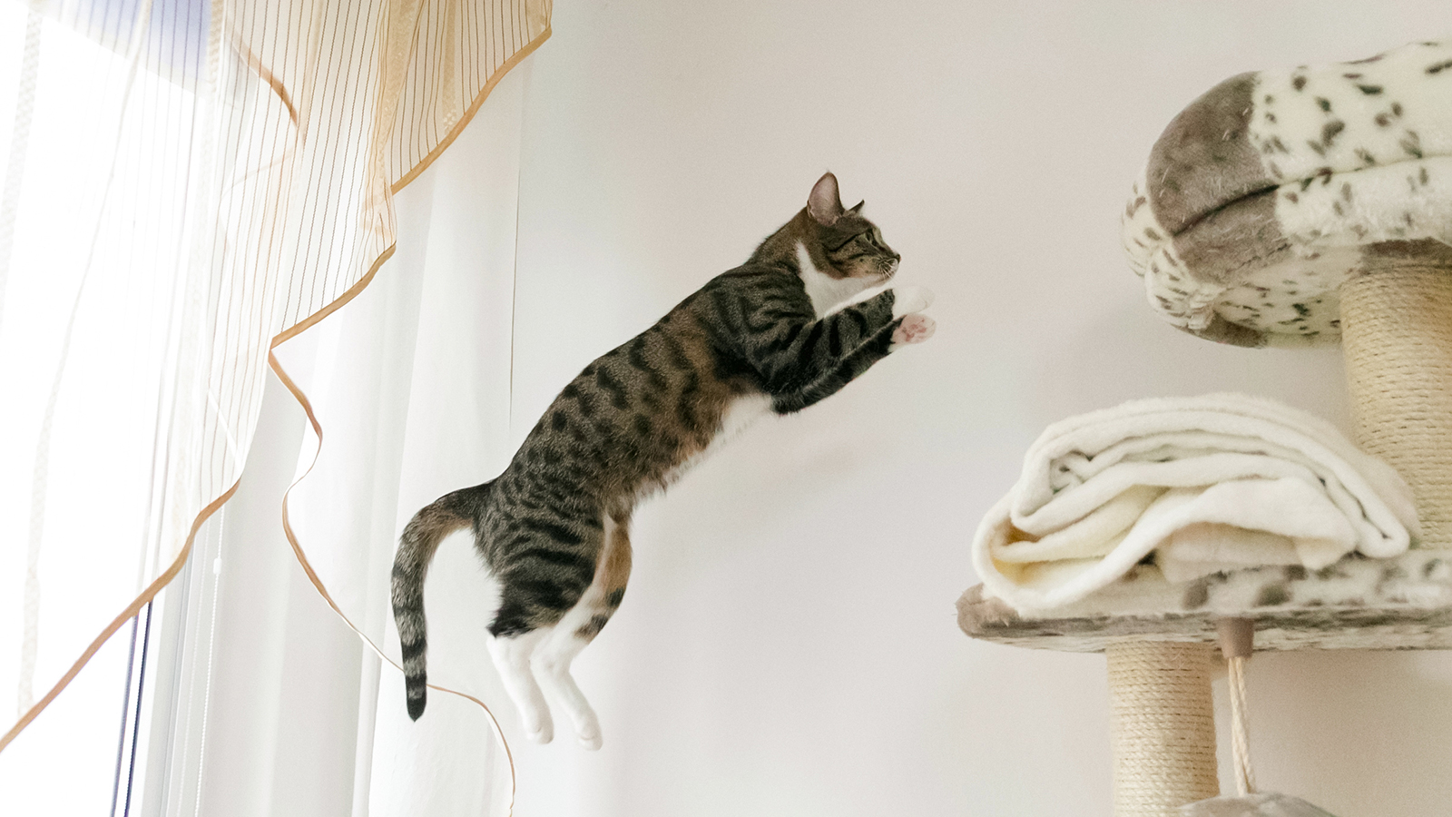 Вот почему кошки всегда приземляются на лапы. Ученые раскрыли тайну