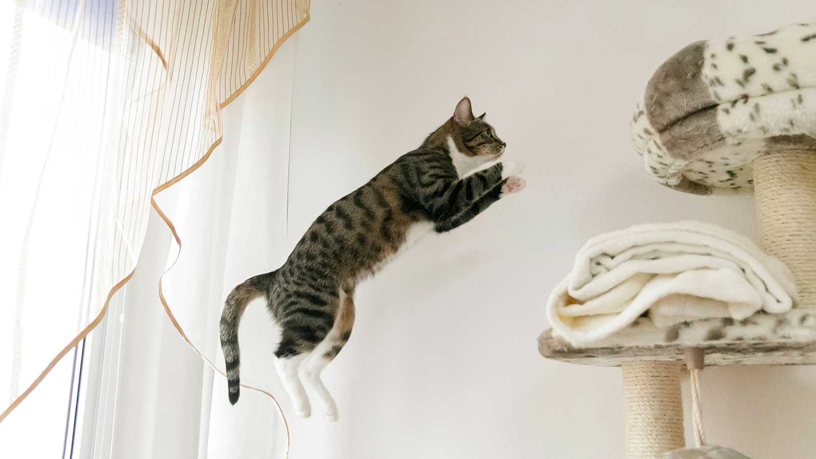 Вот почему кошки всегда приземляются на лапы. Ученые раскрыли тайну