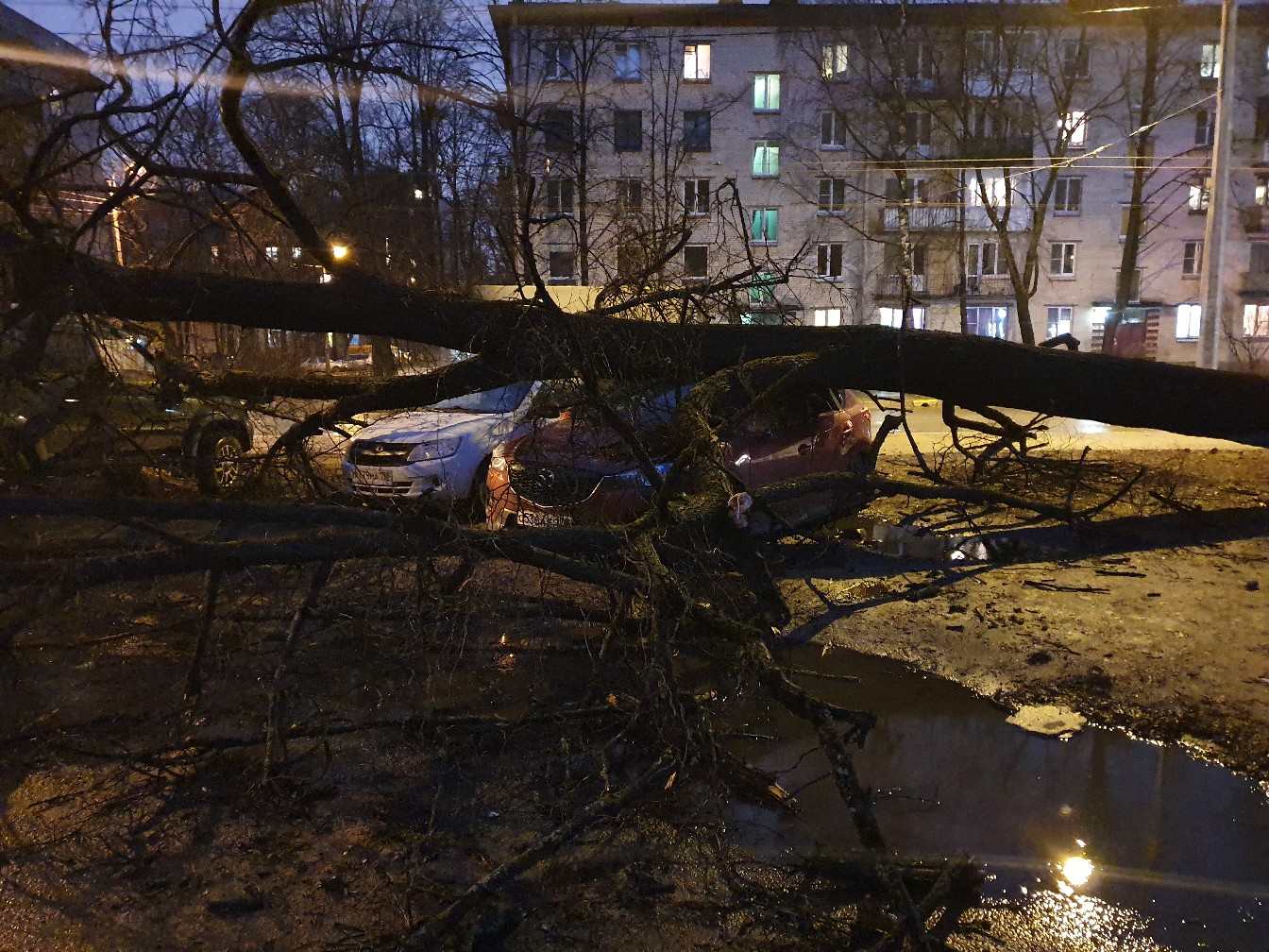На Институтском проспекте дерево упало на автомобили