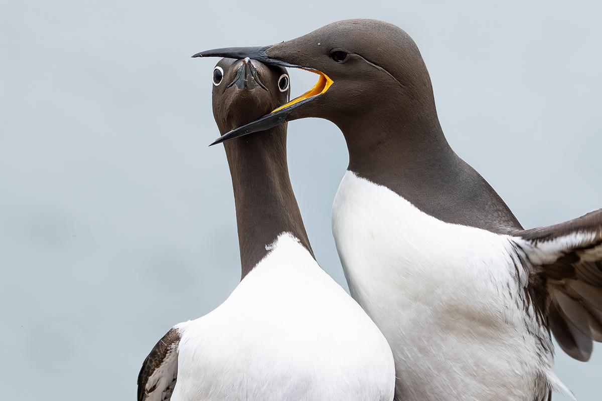 Победитель в категории «Птицы». «Захват головы», Уоррен Прайс (Великобритания)