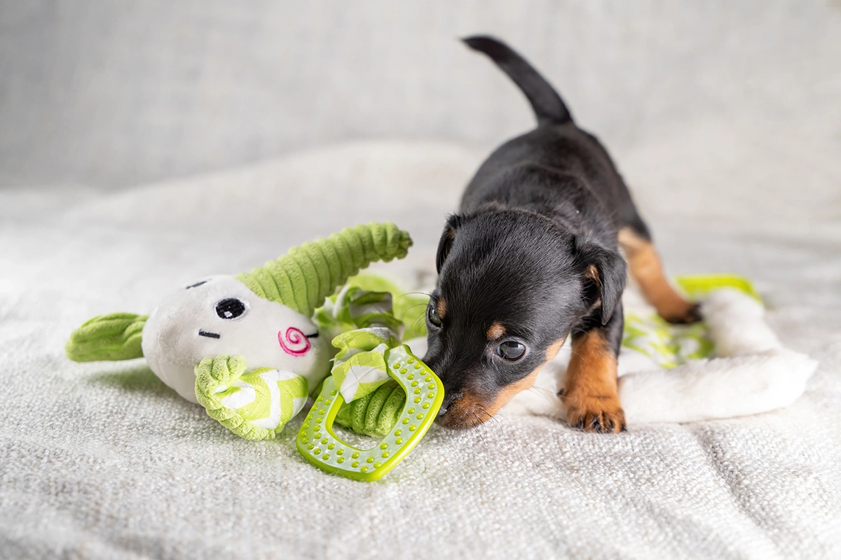 Не забудьте купить питомцу все необходимое для здоровья и игр