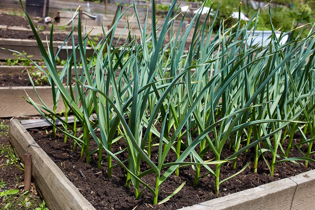 В сентябре высаживают чеснок и лук