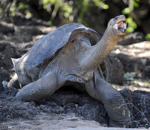 На Галапагосах умер Одинокий Джордж – последняя слоновая черепаха