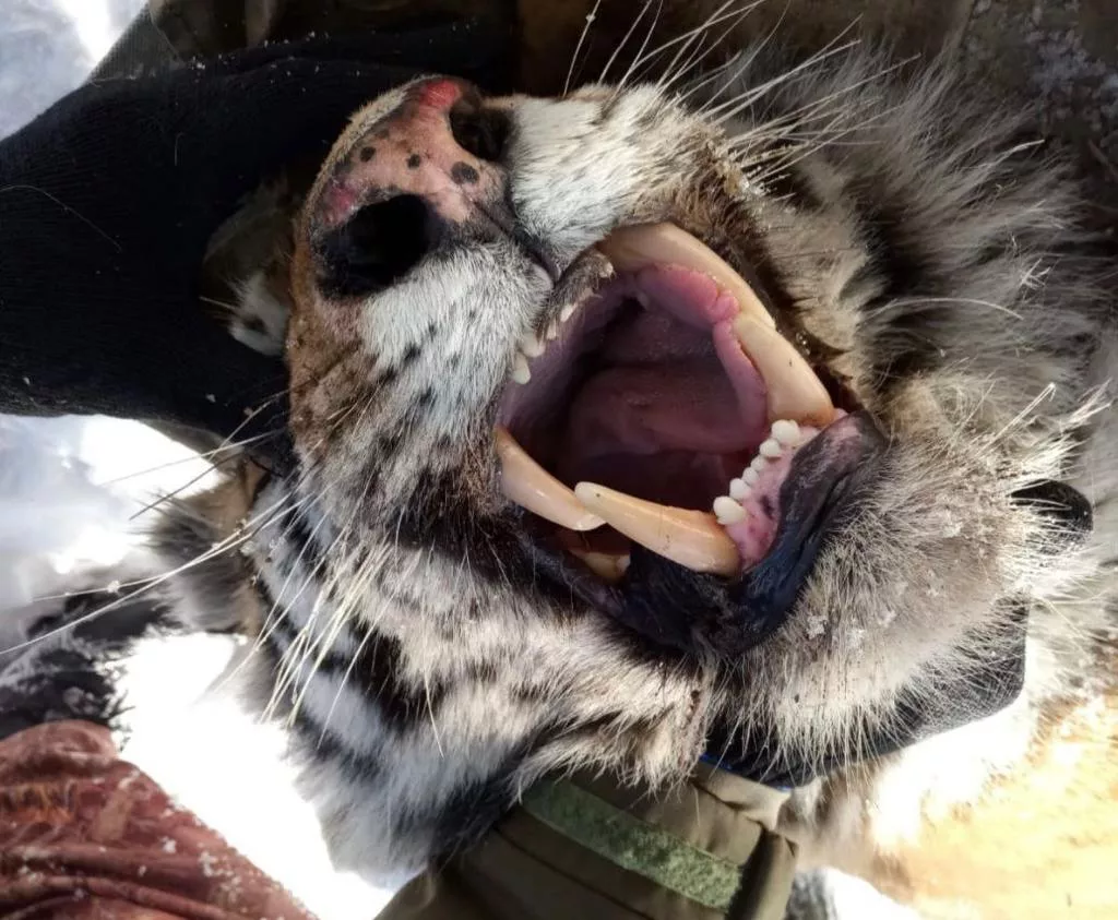 телеграм-канал Михаила Дегтярева