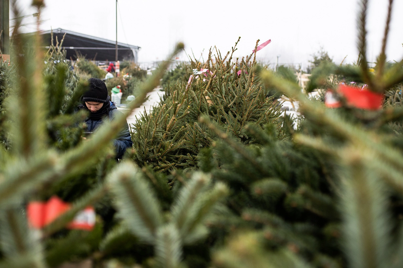 Александр Подгорчук
