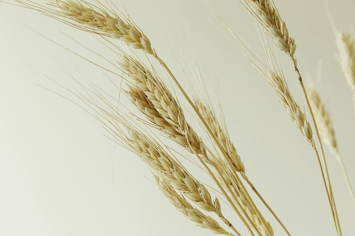 Министерство промышленности и торговли создало рабочую группу по вопросам популяризации русской кухни